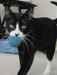 Black and white cat playing with a ball