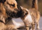 Dog nuzzling with a kitten