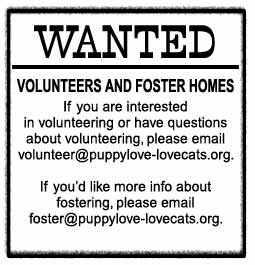 Wanted: Volunteers and Foster Homes...